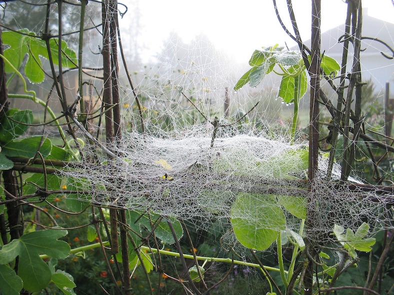 spider-web-245271_788x591copy